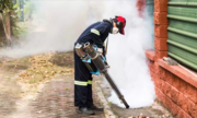 Pest Control In Essex | Essex Pest Control Specialists
